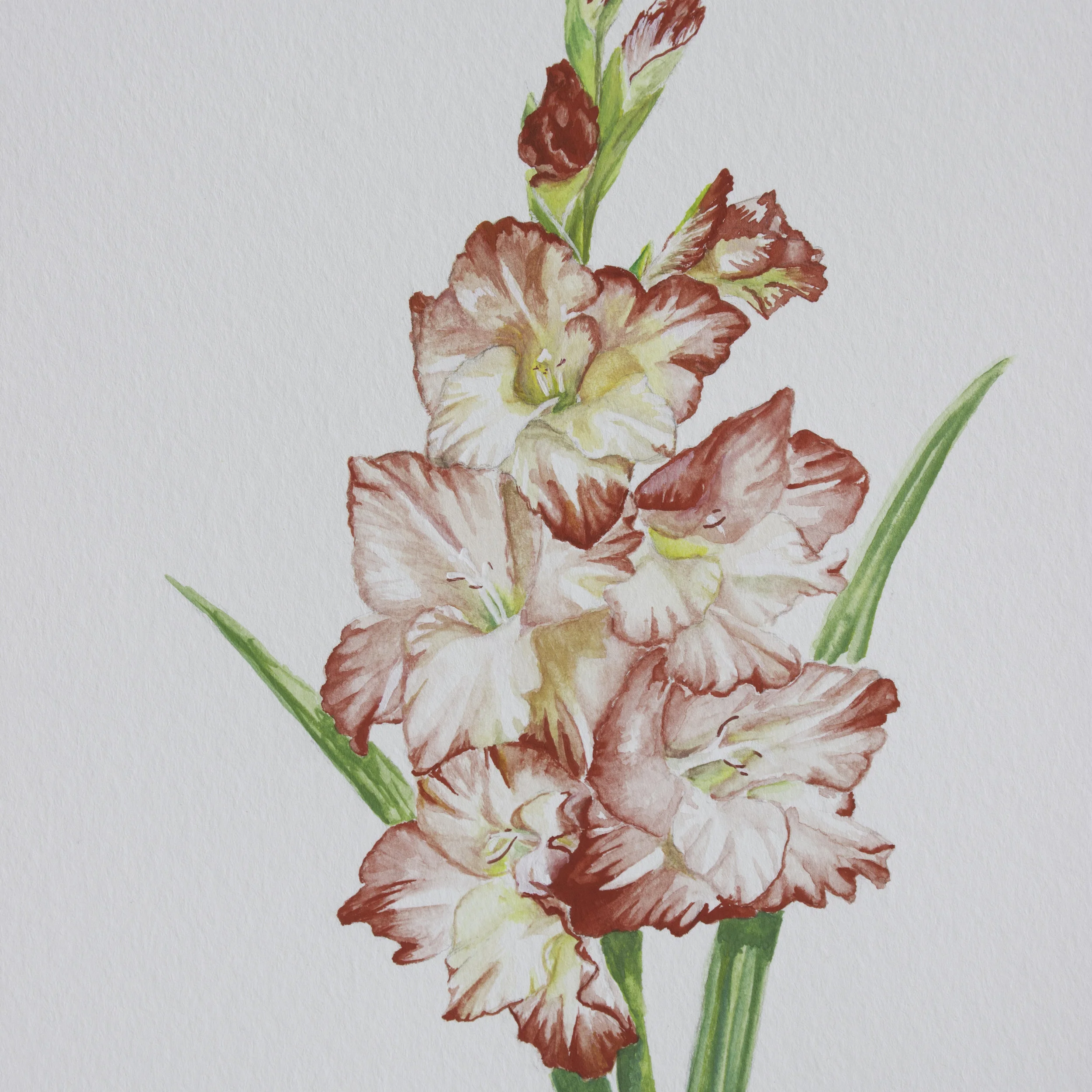gladiolus 2.jpg