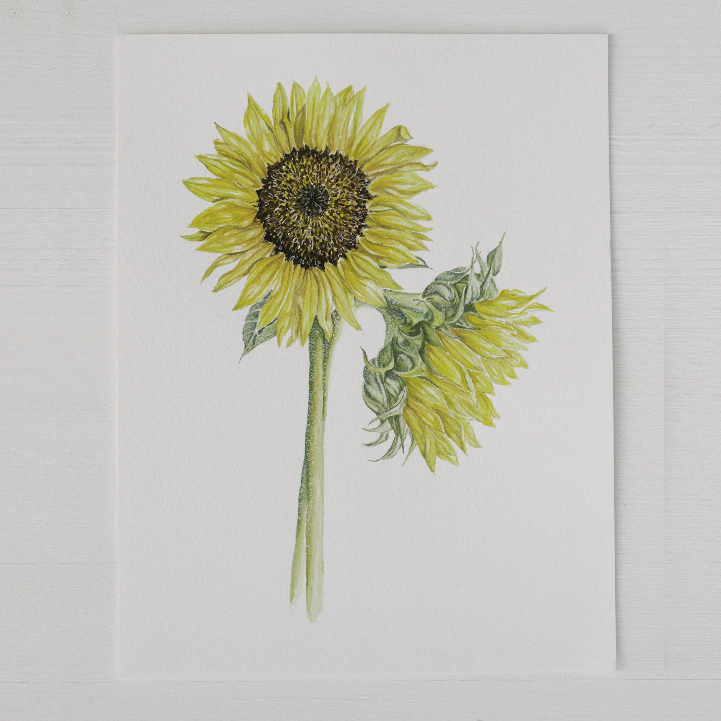 Sunflowers.jpg