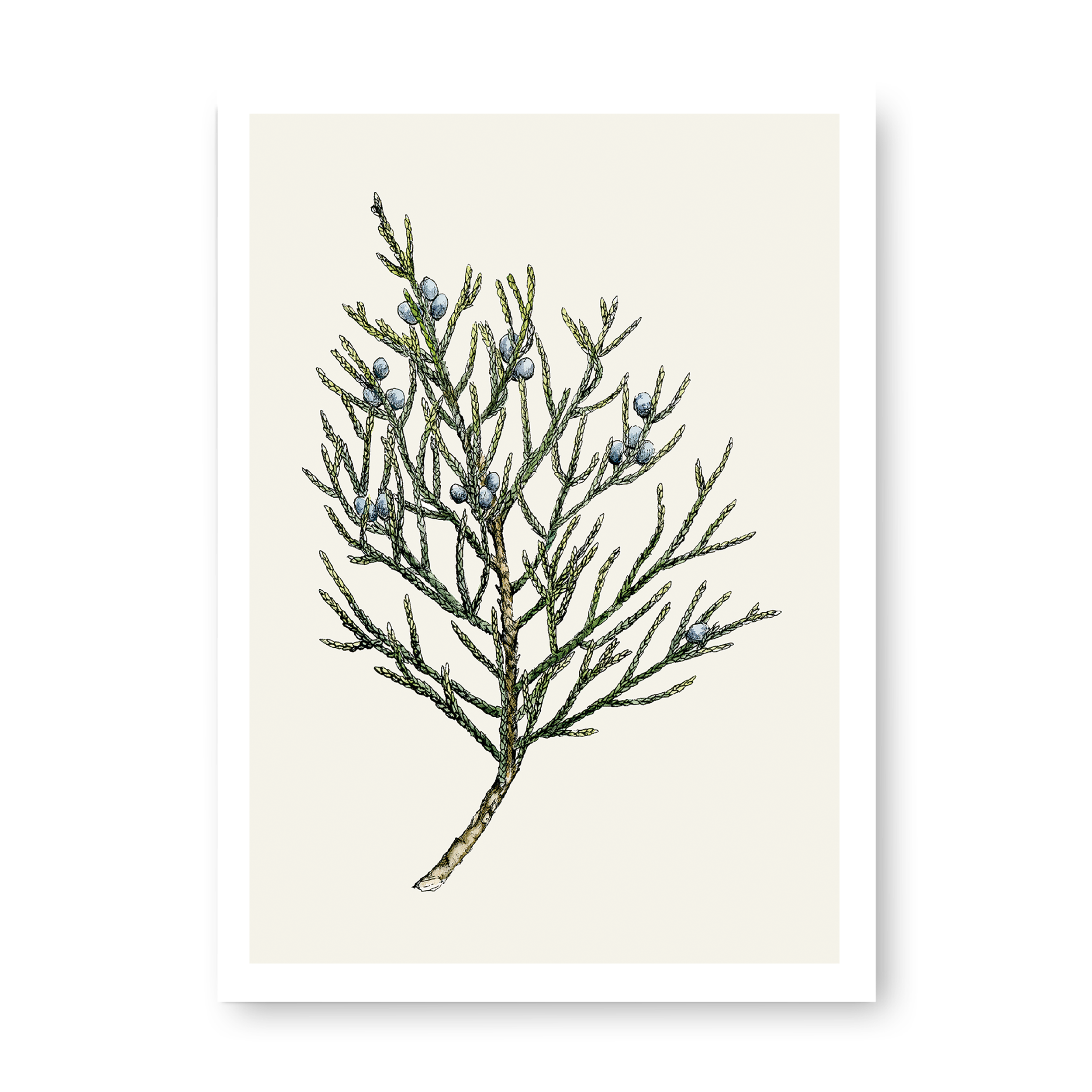 Juniper.png
