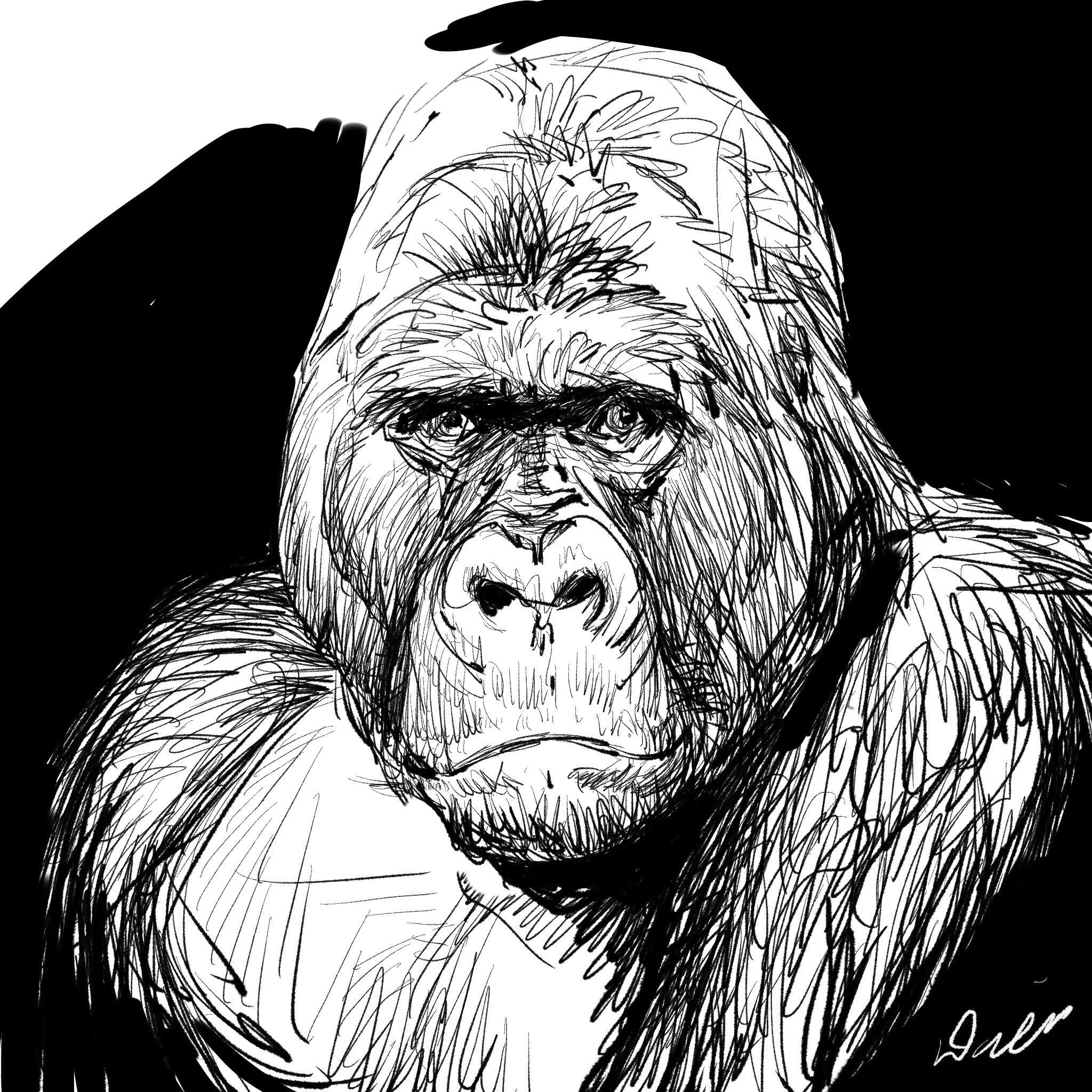 Gorillaportrait .jpg