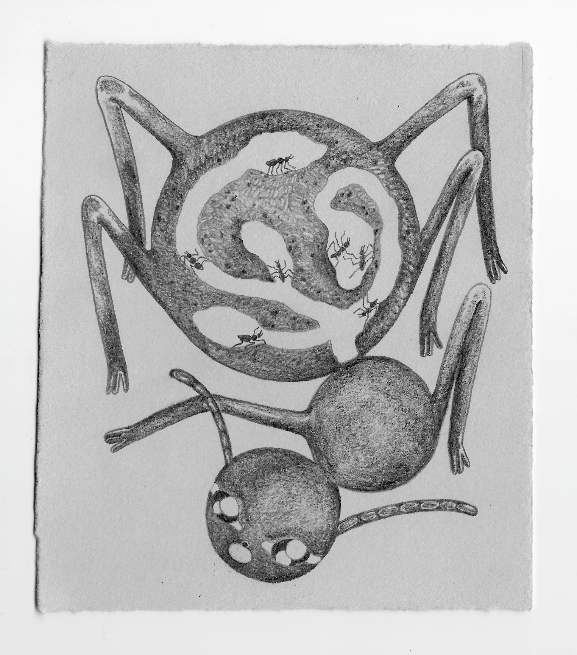 mother ant.jpg