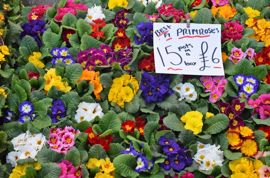 Columbia Road Flower Market London Primroses