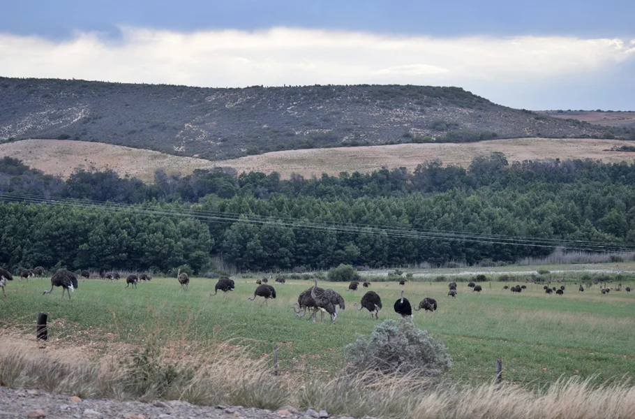 Ostritch farm Oudtshoorn