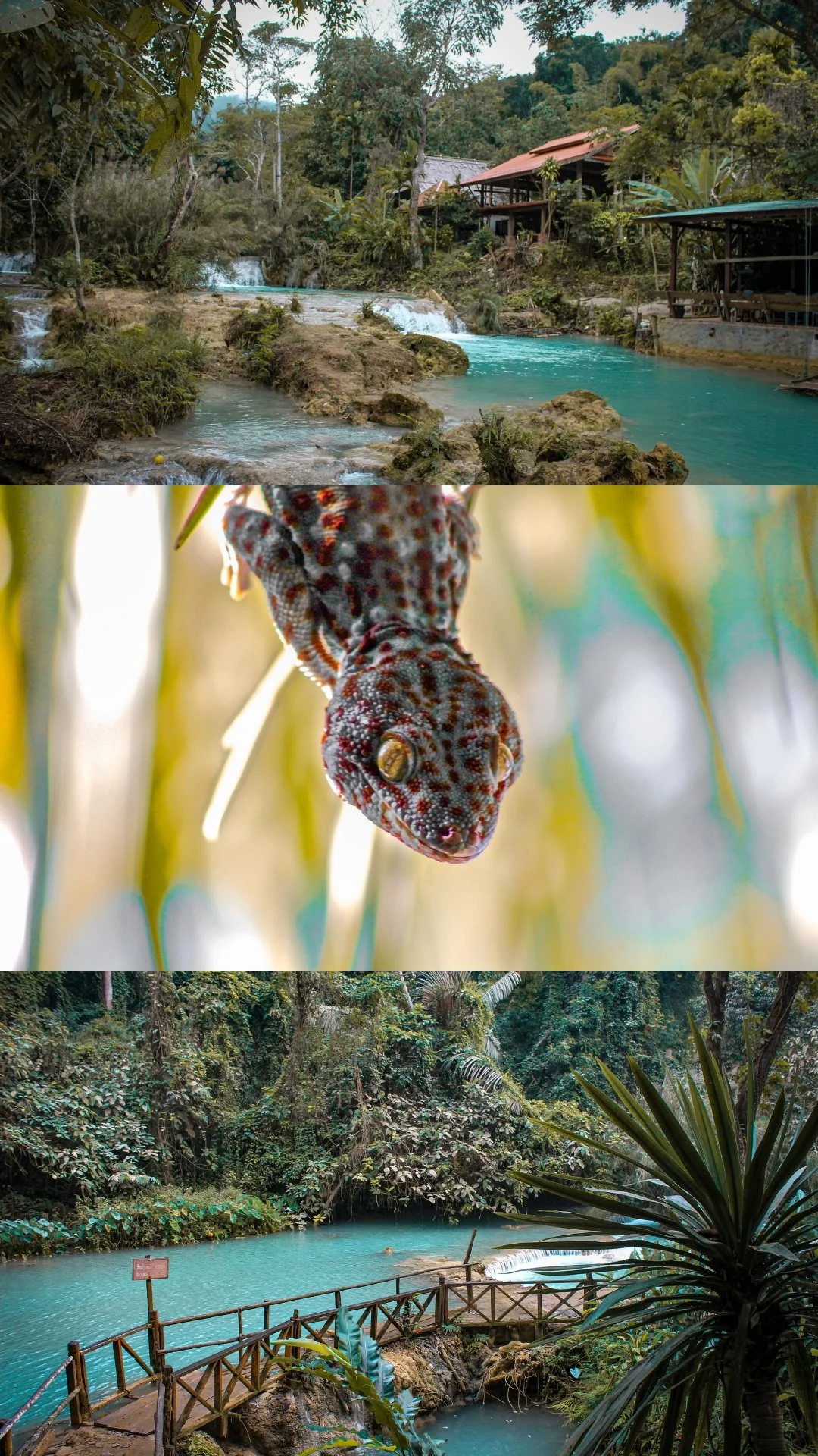 Three-part collage of a tropical river scene, a close-up of a gecko, and a lush jungle with a river and wooden bridge.