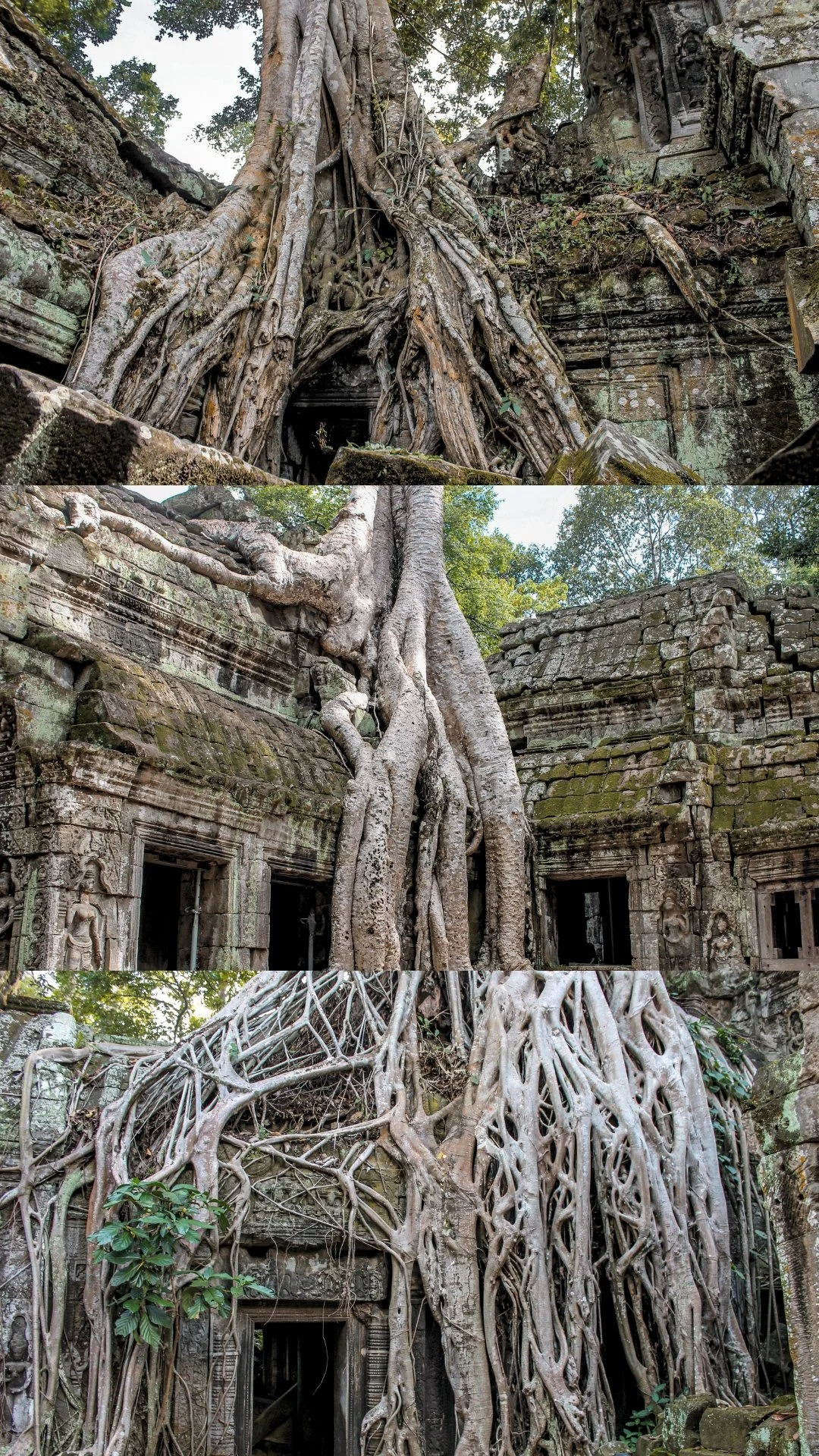 Three photos showcasing ancient stone ruins overgrown with large, intertwining tree roots, taken in a jungle or forest setting.