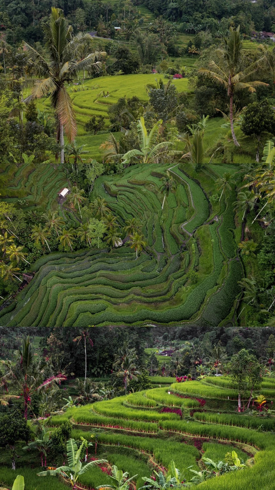 Three tiers of lush green terraced rice paddies on a hillside, with tall palm trees and dense tropical vegetation surrounding the area.
