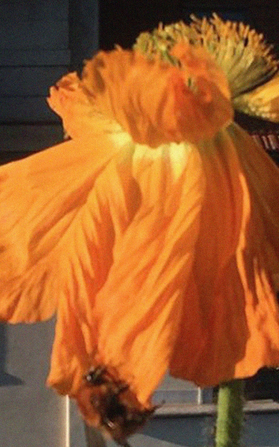fleur orange.jpg