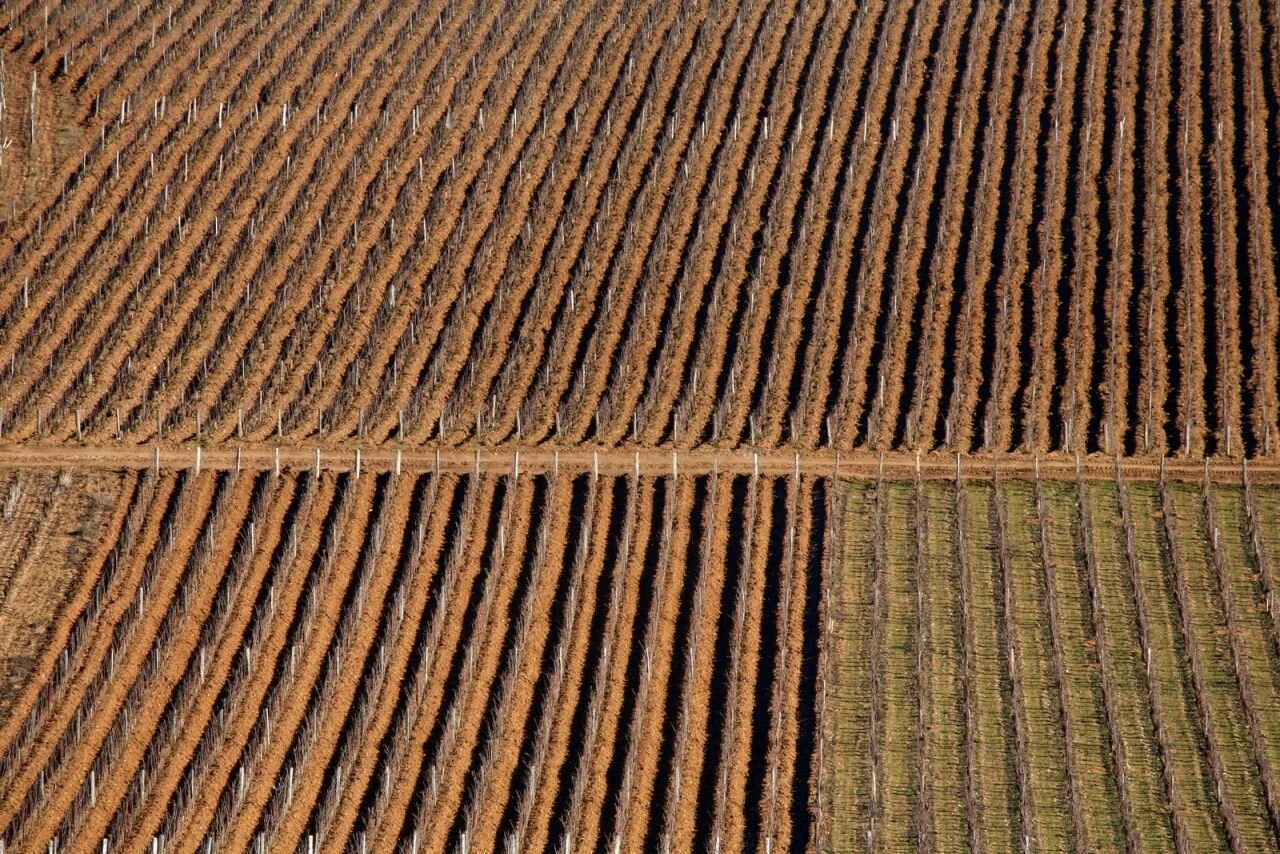 La-Tache-vineyard.jpg