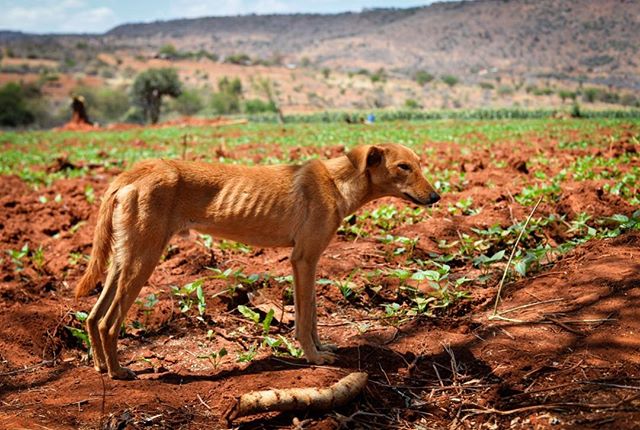 Dust, heat and the eternal harshness of being #dog #farm #Kenya #africa #harsh #dust #documentary #photojournalism #photography #photographer #filmmaker #film #visualsoflife #nikon #sony #animal