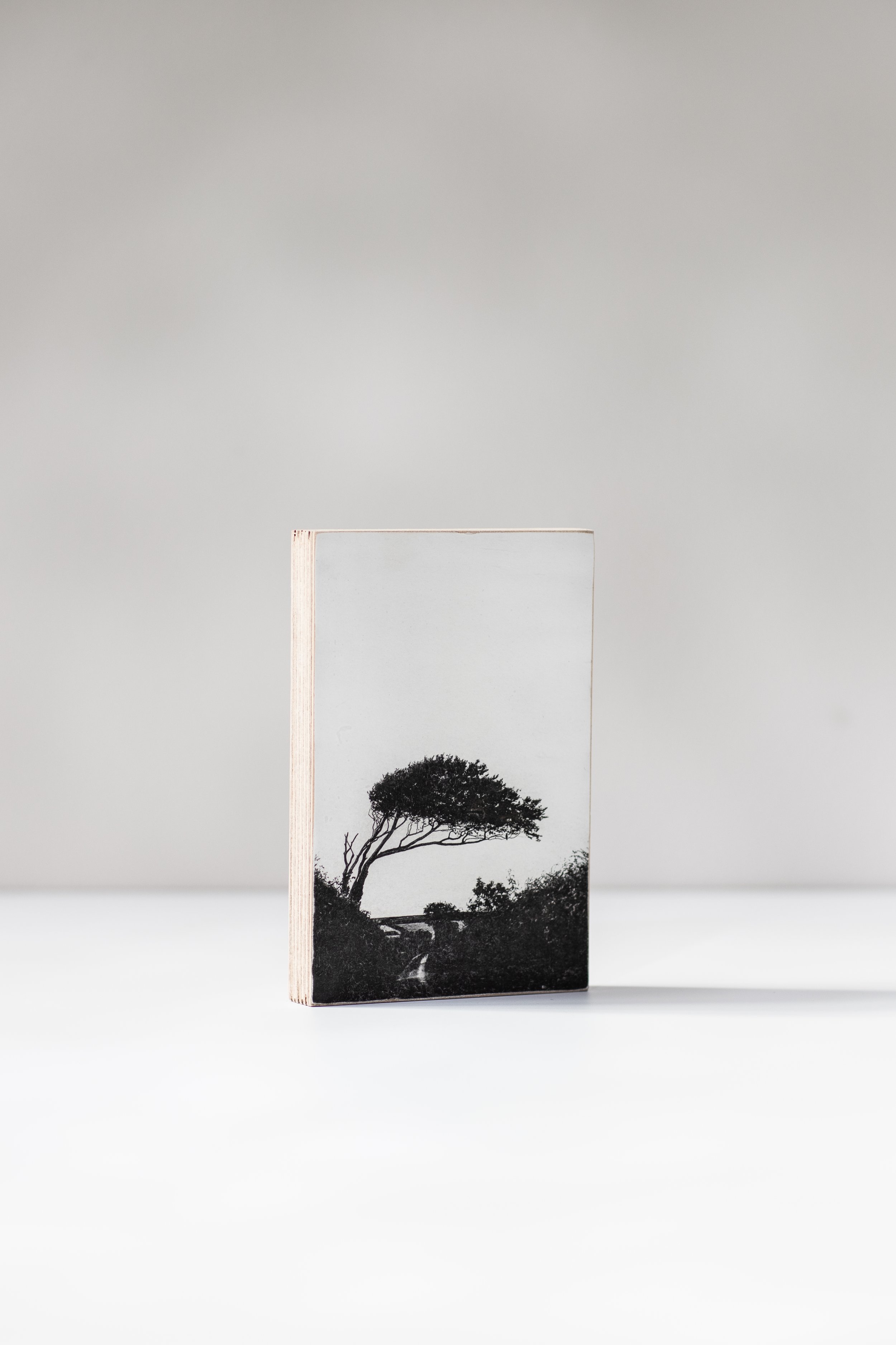 01T_ The Welcome tree-4(P).jpg