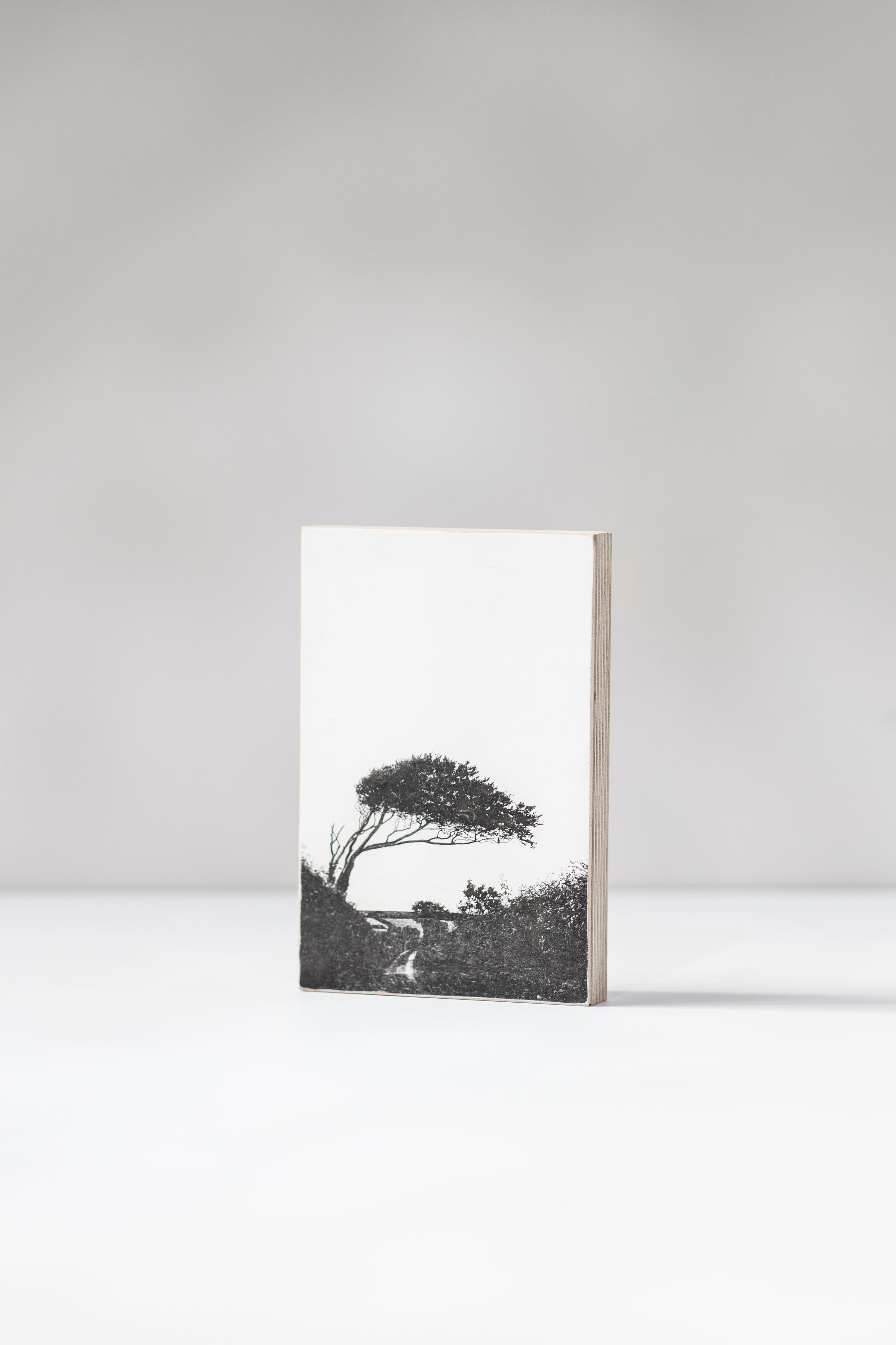 01T_ The Welcome tree-3(P).jpg