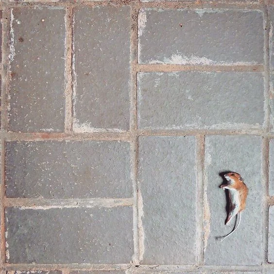 mouse.jpg