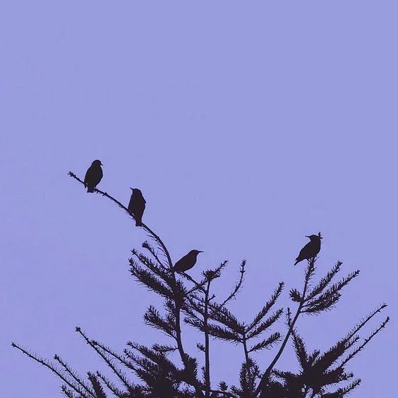 bird3.jpg