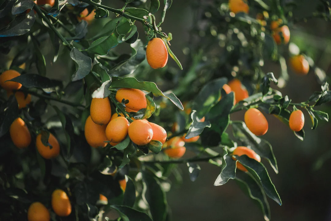 Kumquat - Κουμκουάτ