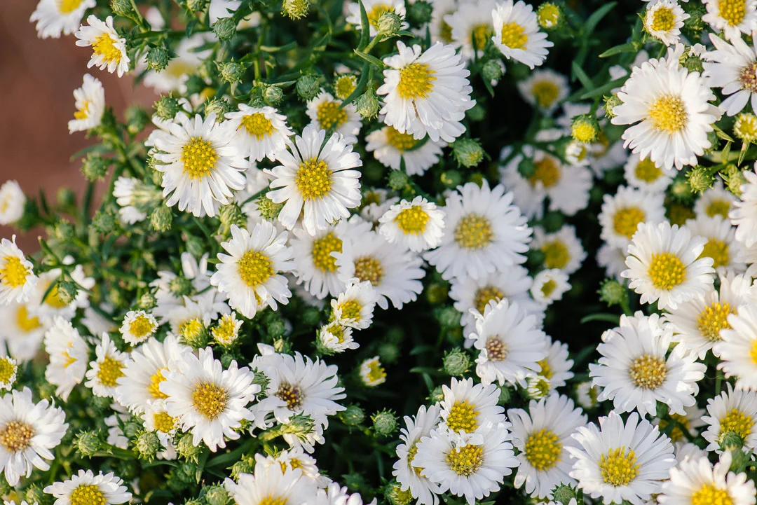 Aster - Αστράκι