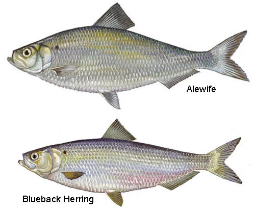 River herring are silver in color and laterally compressed. They grow to be approximately 10 inches long, however, repeat spawners can be up to 14 inches. Illustrations by Diane Rome Peebles.