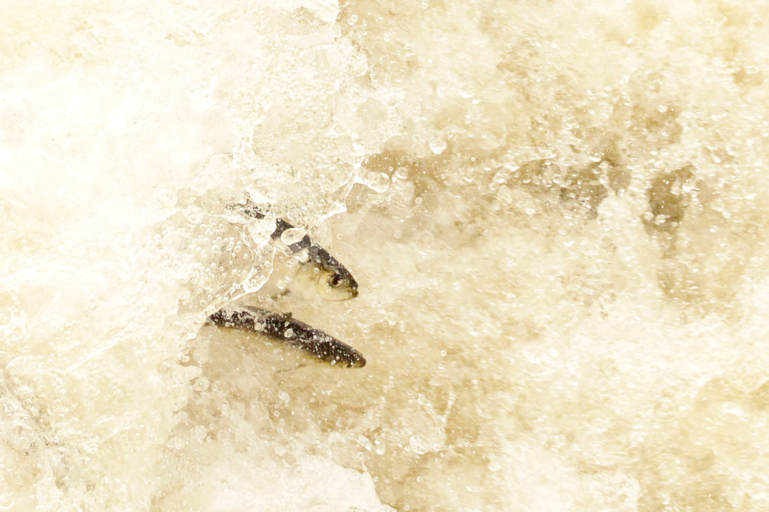 Herring Are Back in Horn Pond