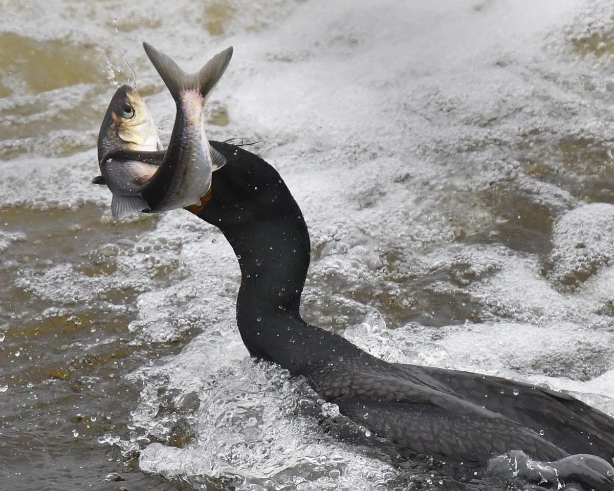 Pictured to the Left: A Double-crested Cormorant capturing a herring at Mystic Lakes Dam. The Cormorants arrive at Upper Mystic Lake with the herring around mid-April and stay in large numbers (often more than 100 at a time) until mid-June. Photo Credit: Joe Brown | https://www.joebrownphotos.com/
