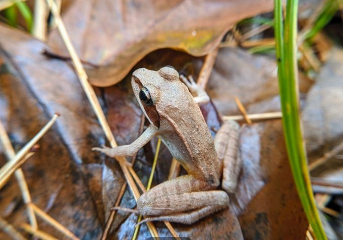 Wood Frog_Claire O'Neil 10-23-19.jpg