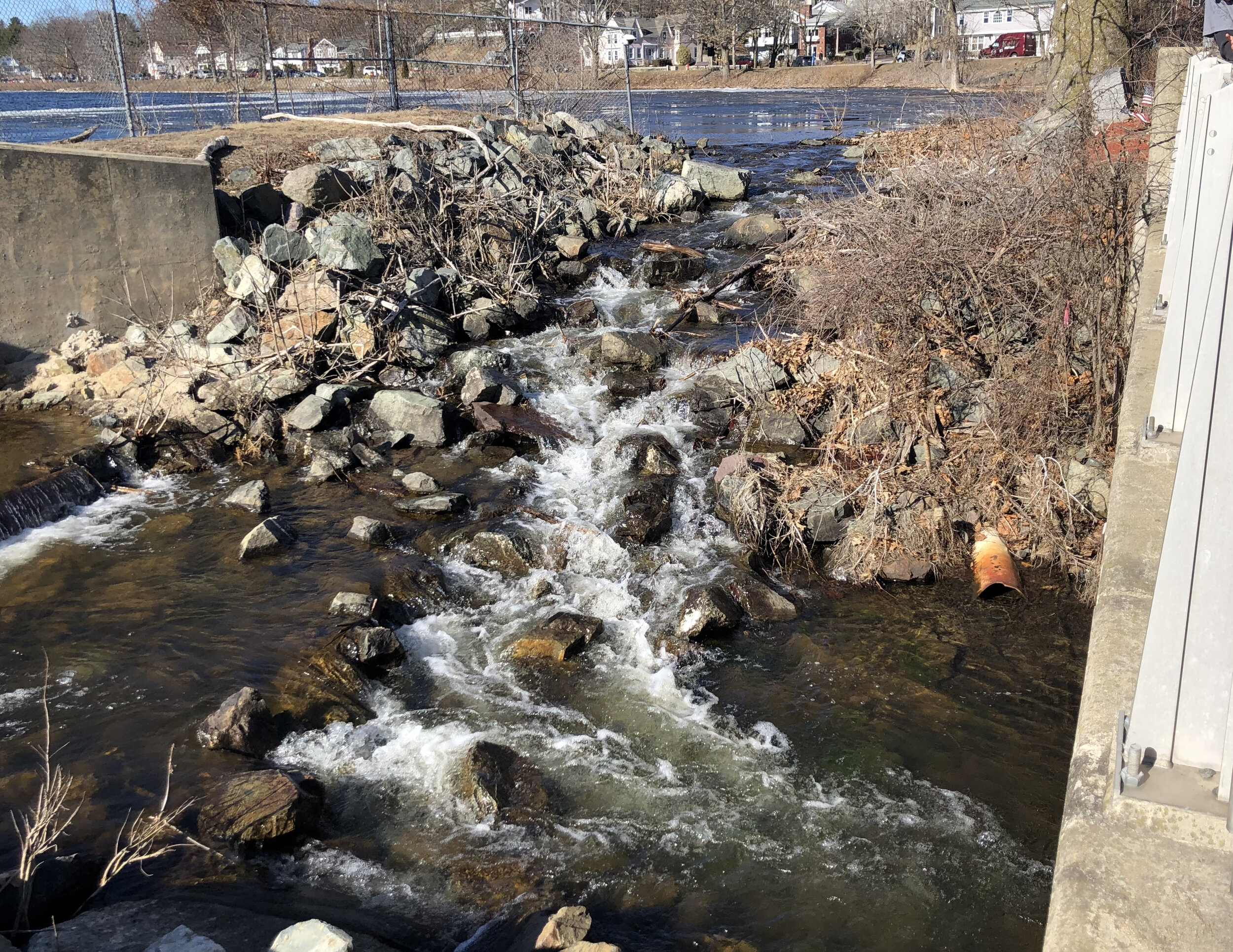 A fishway built out of rocks creates a path up to Horn Pond.   River herring are strong swimmers.