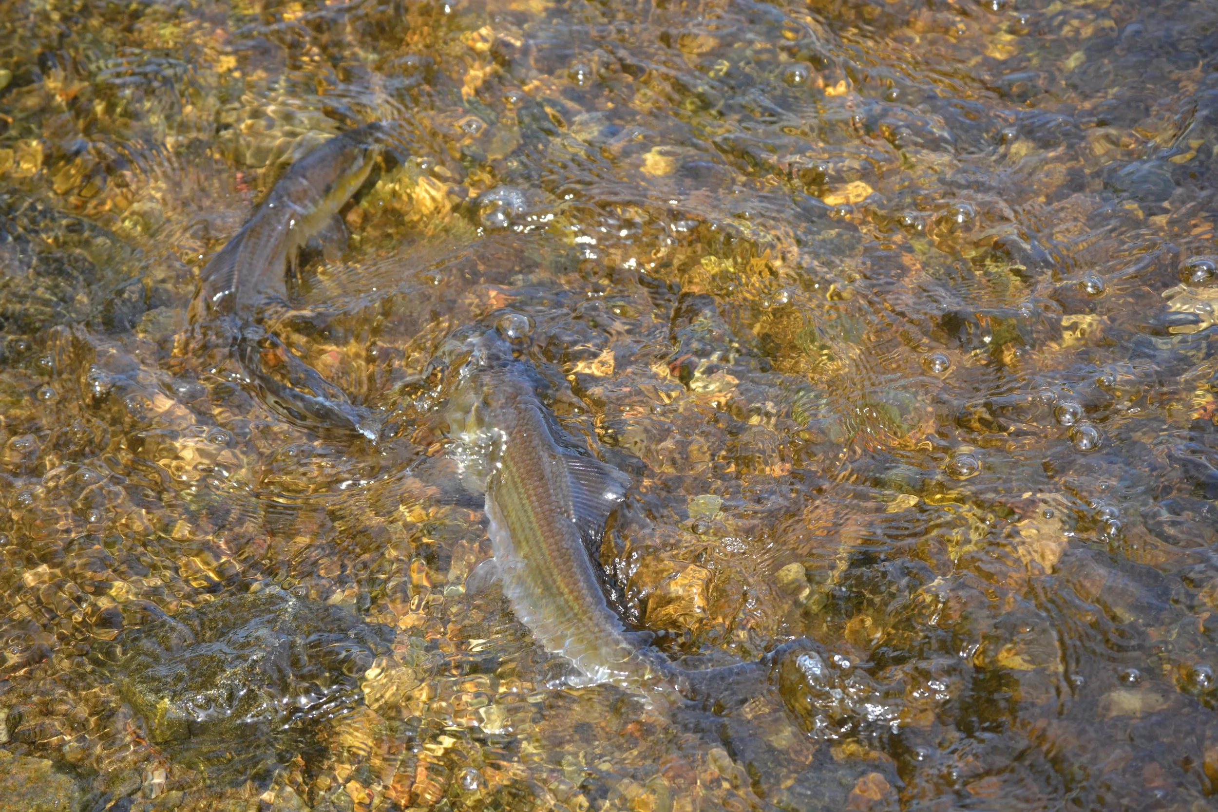 Local Actions Matter: 2025 Herring Numbers Reach New Heights