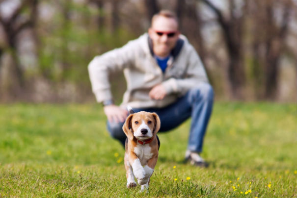 puppy-training-photo.jpg