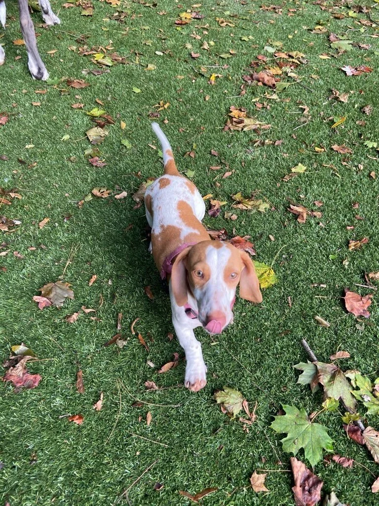 paw pals walking dog