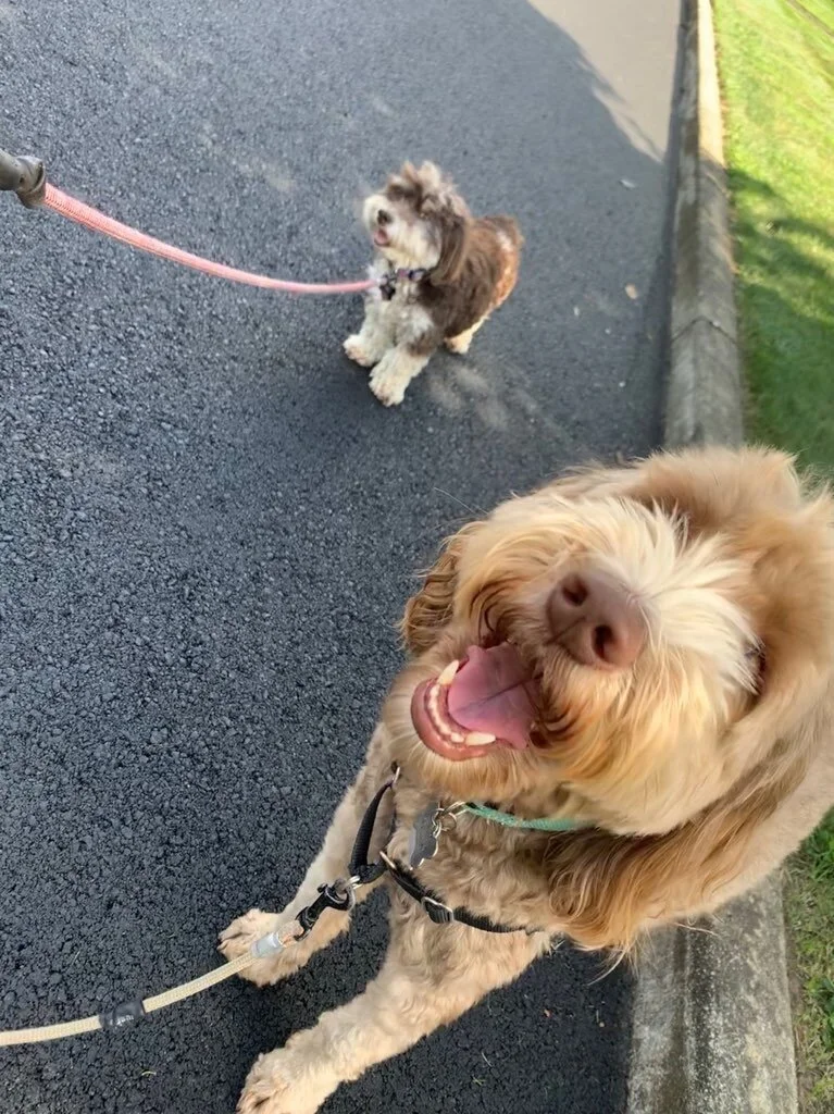paw pals walking dog