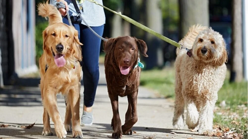 paw pals walking dog