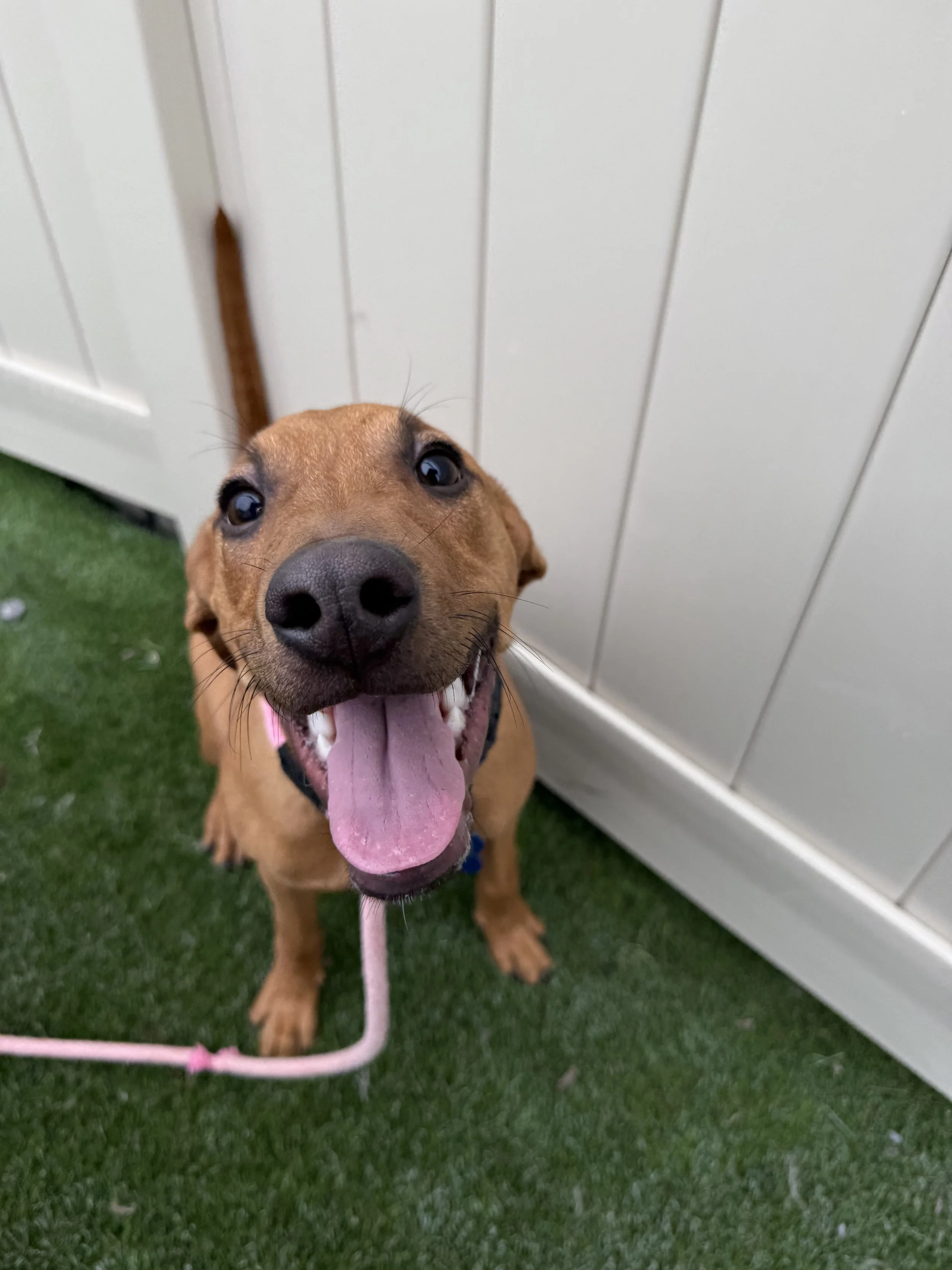 The Magic of Puppy Preschool: When Training Turns Chaos into Calm 