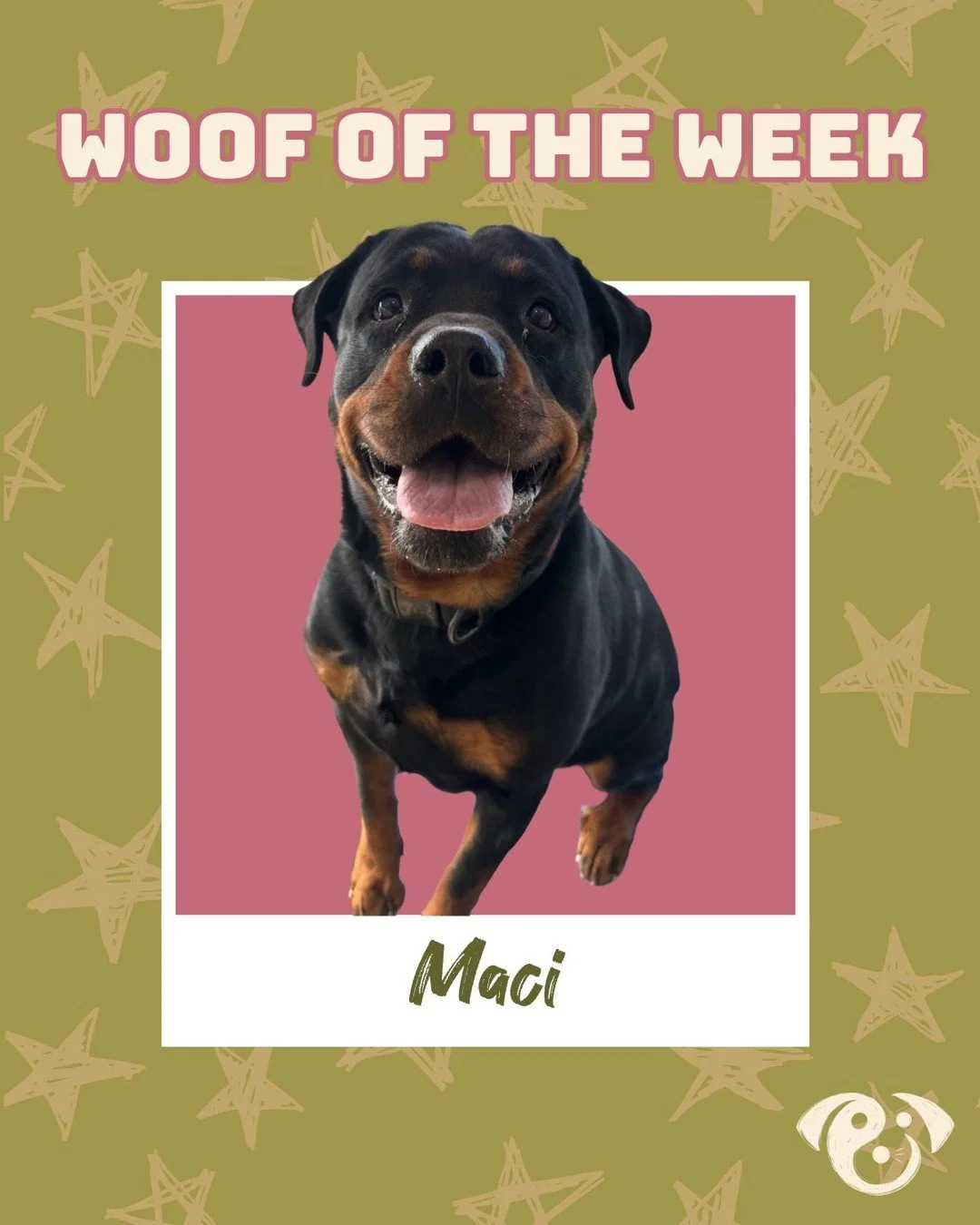 This week&rsquo;s spotlight goes to our girl, Maci 🐾💖 Our sweet little social butterfly is truly a cutie pie&mdash;she loves making friends with both humans and pups, and her playful, loving energy lights up every room she&rsquo;s in. There&rsquo;s