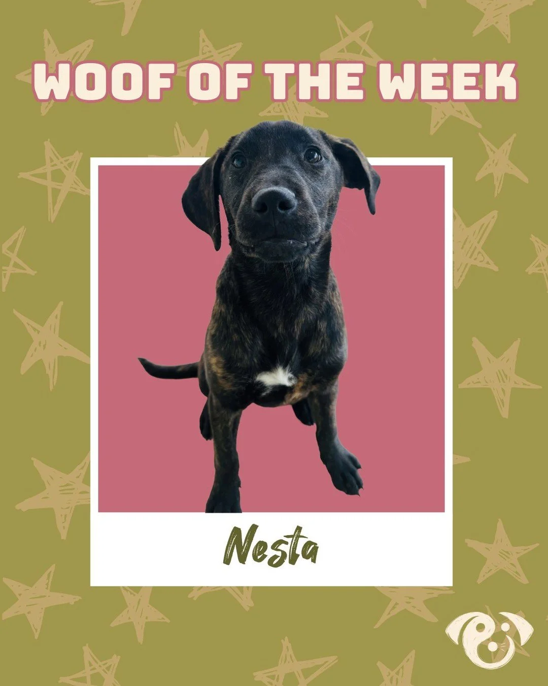 This week&rsquo;s star is our girl Nesta 💖 a playful, smart little puppy who has completely stolen everyone&rsquo;s heart! From showing off her skills on the treadmill to making every playtime extra fun, Nesta brings the best energy wherever she goe