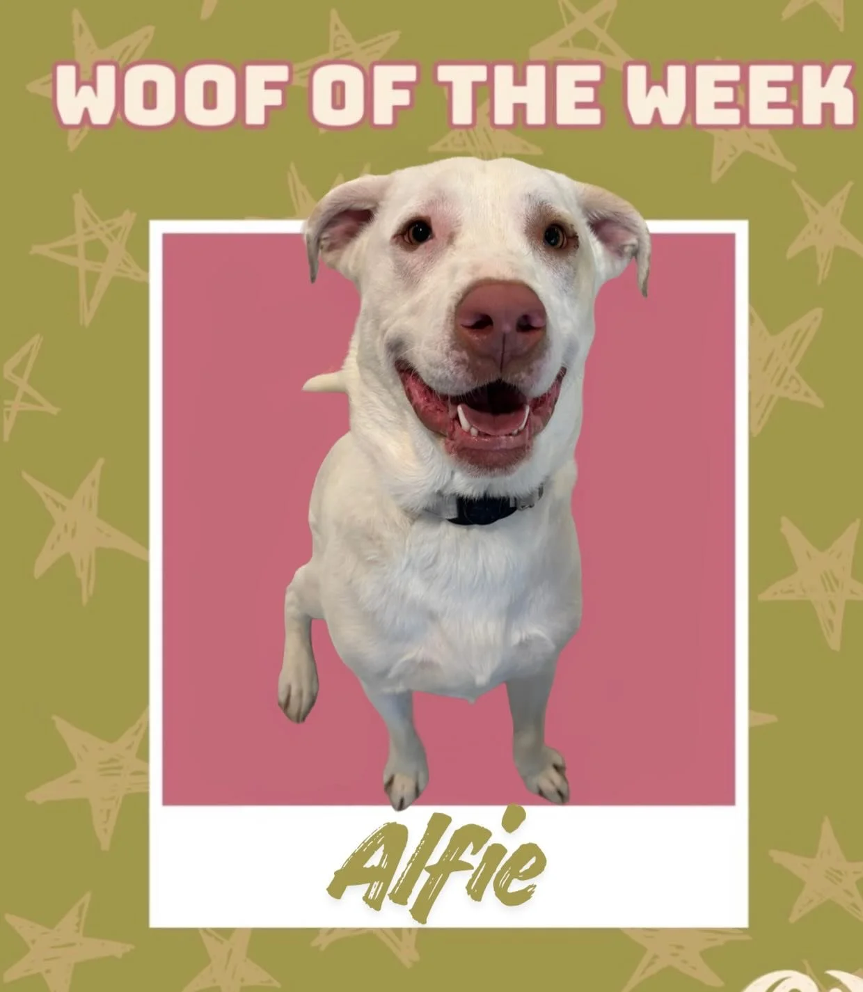 This week's Woof of The Week is the one and only Alfie ☀️Whether he's soaking up the sunshine, playing with his friends, or just asking for a snuggle this boy is always happy and always has a smile 💙