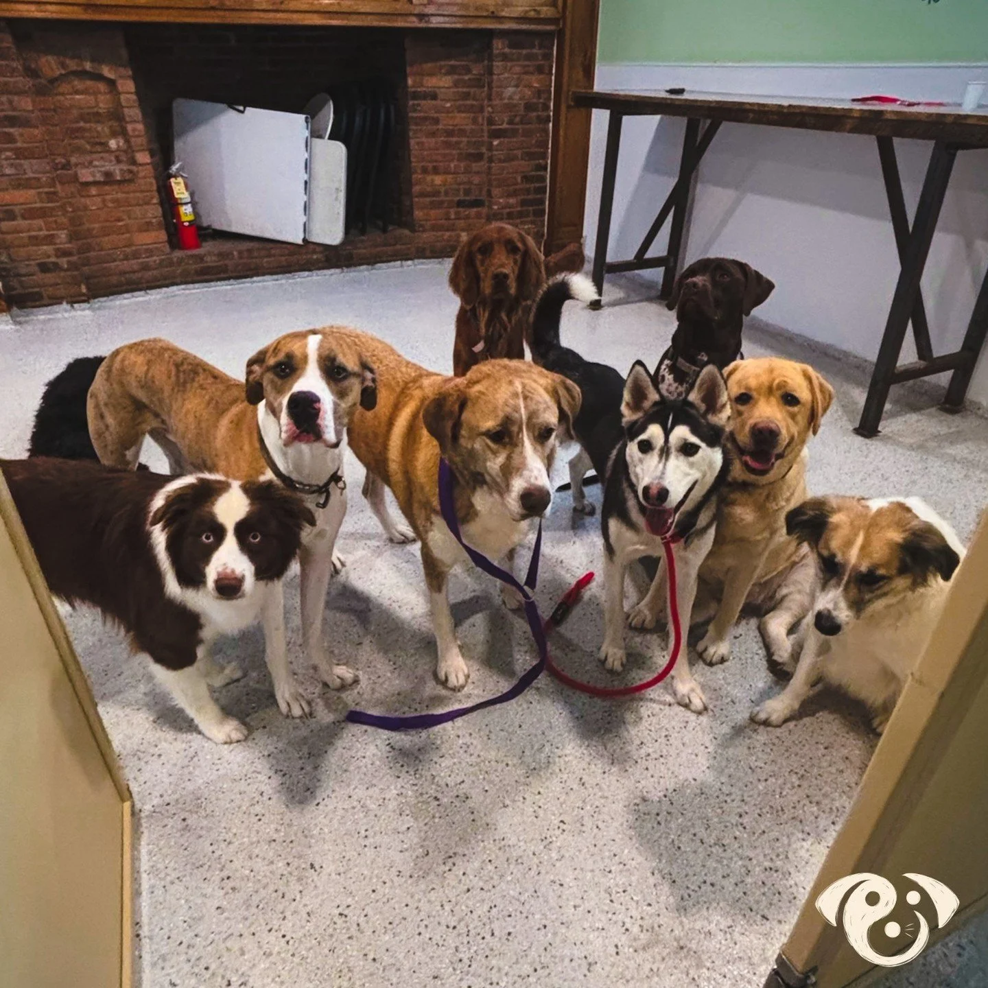 Gang's all here (&amp; aren't they the goodest boys and girls?!) 😍 #pawpals #pawpalslove #unleashyourbestfriend #petsitting