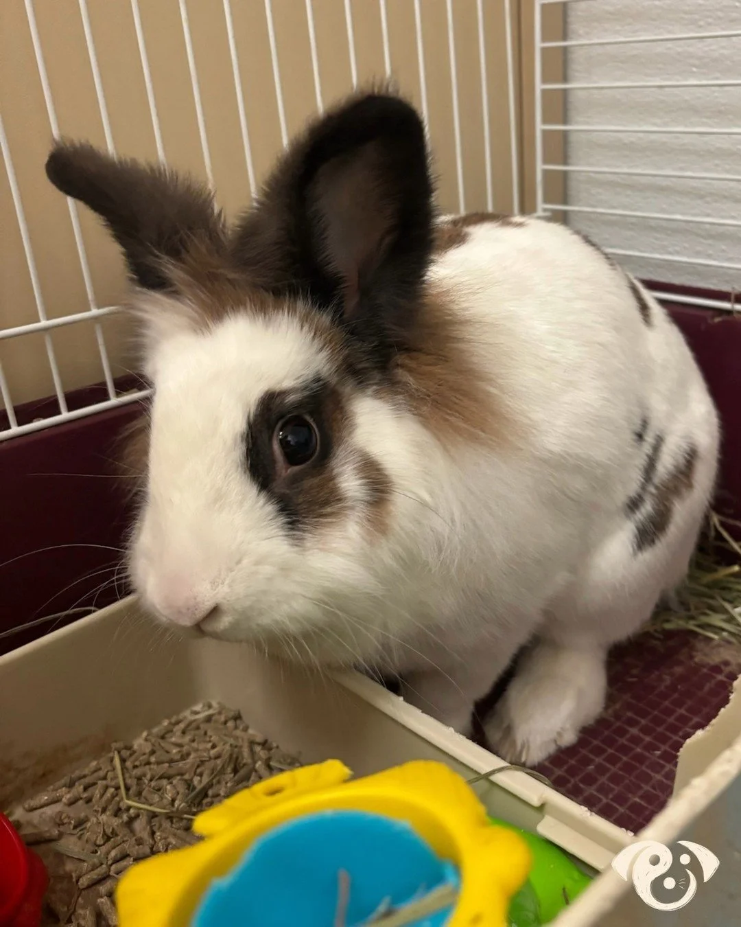 ROLL CALL 🗣️ Thank you so much for trusting us with your babies this week! #pawpals #pawpalslove #unleashyourbestfriend #petsitting #petboarding #pawpalspack