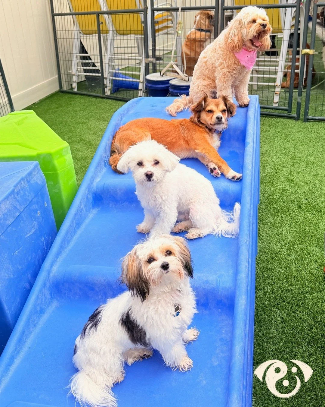 This is our version of the "Stairway to Heaven" 😍🐾 #pawpals #pawpalslove #unleashyourbestfriend #doggydaycare #stairwaytoheaven
