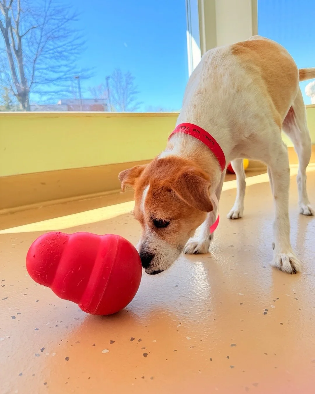 Locked in on the treat wobbler ❤️🐾
A little brain work, a little snack&hellip; a whole lot of happy. #PawPals #DogEnrichment #HappyDogs #DogDaycareLife #SmartPups