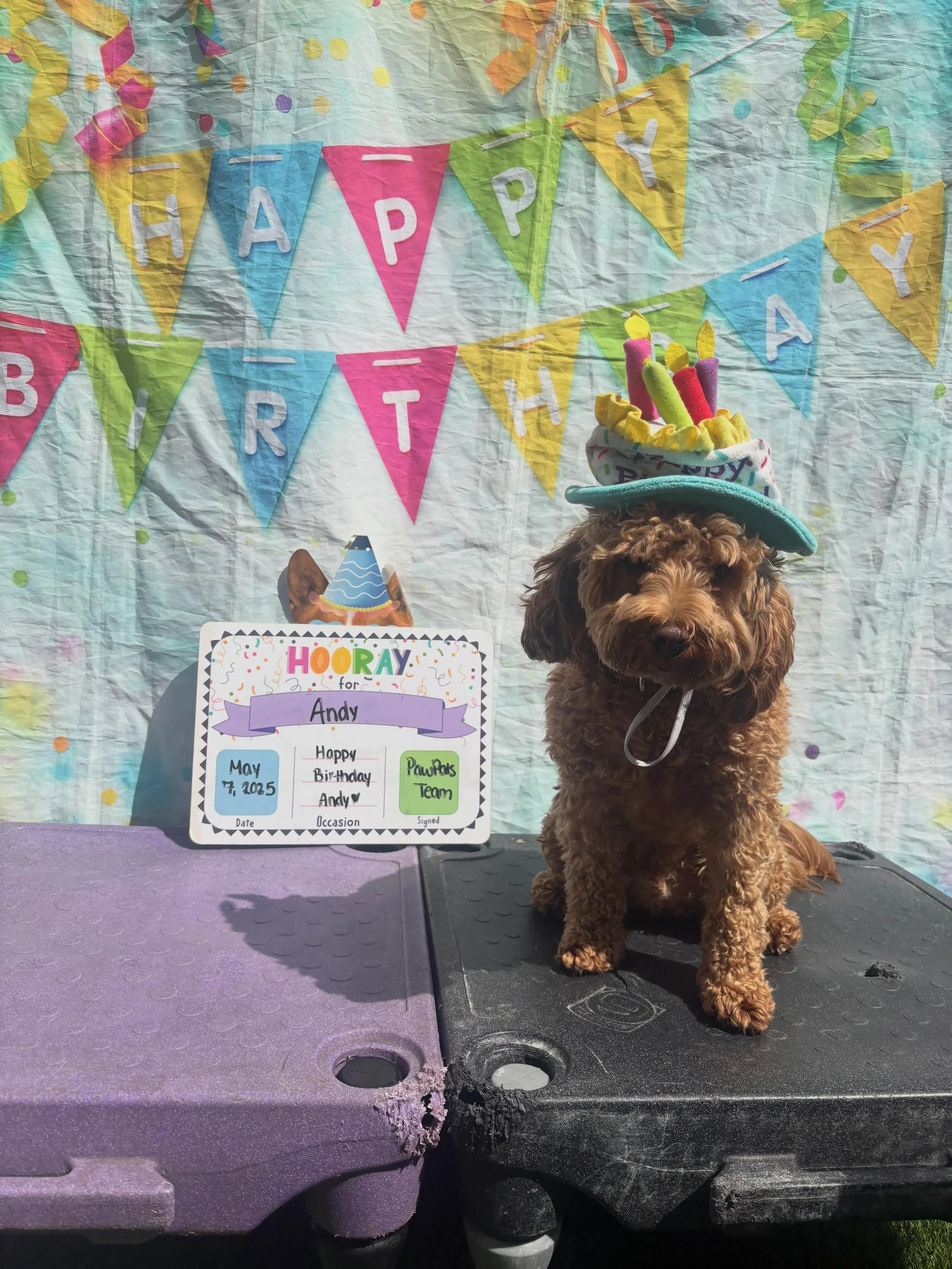 🎂 DID SOMEONE SAY CAKE?! 🐾
We had the best time celebrating Andy&rsquo;s birthday yesterday! 🥳 From the adorable photoshoot to the delicious pup cups, it was 10/10 vibes all around. 📸🍦

Want to spoil your pup for their next big milestone? Let us