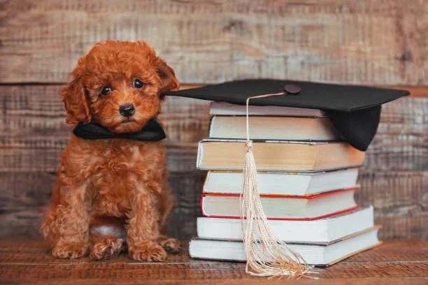 Puppy Preschool — 1 Week Program