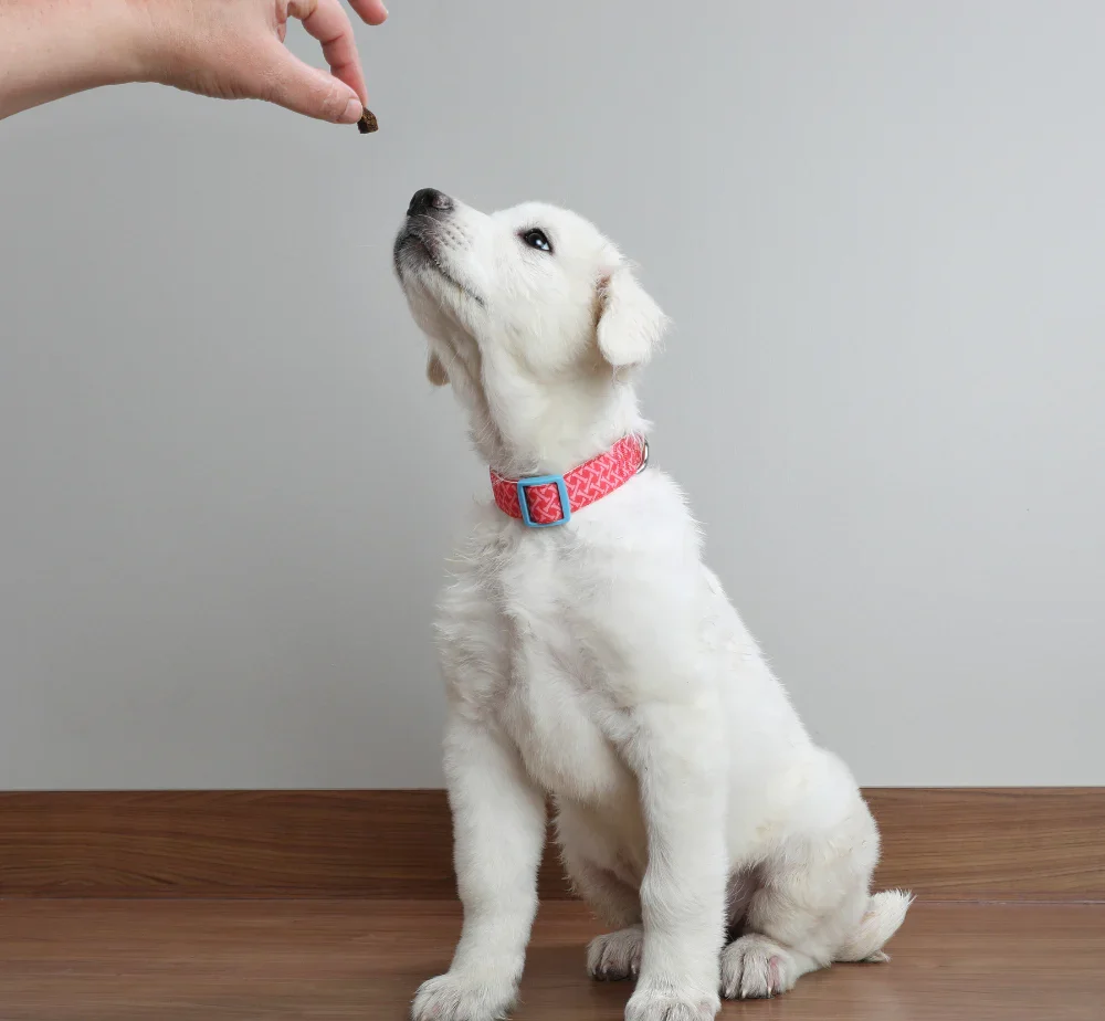 Puppy Training Course