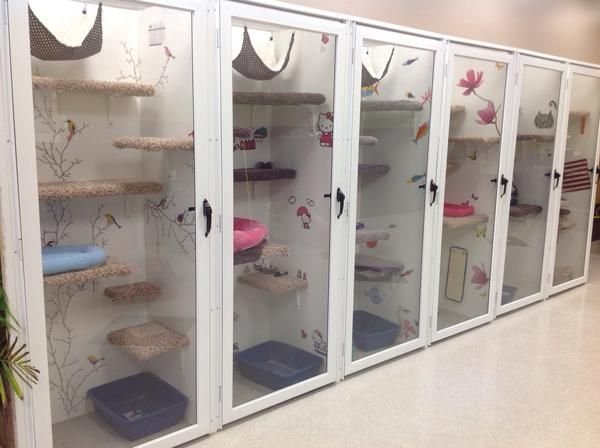 Cat suites deals