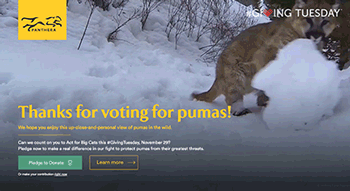 pumakittens.gif