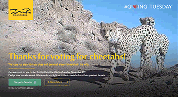 cheetah.gif