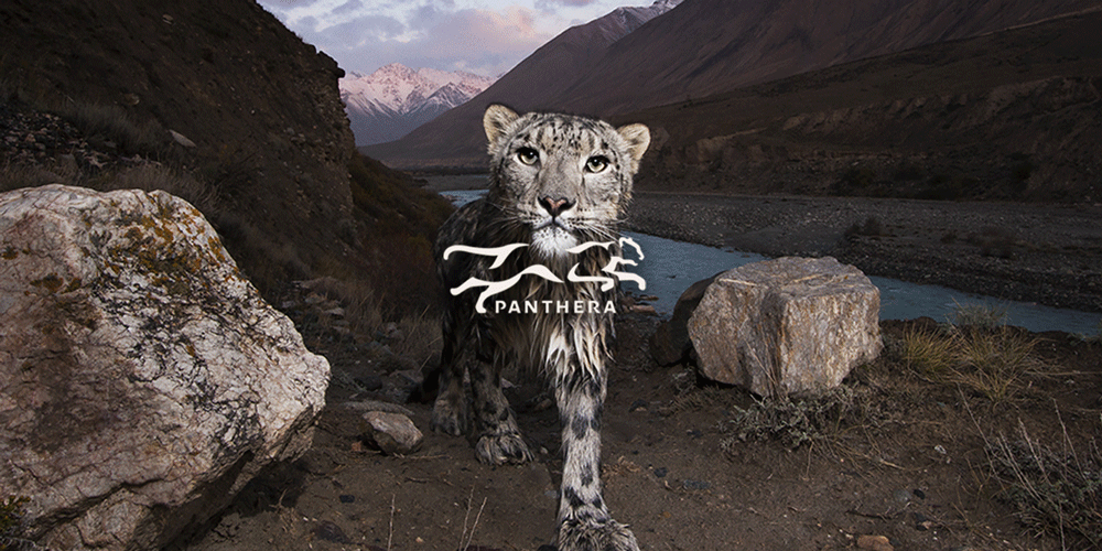 panthera.png