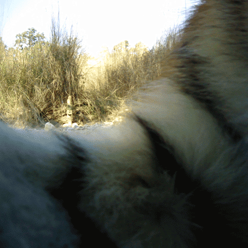 tiger.gif