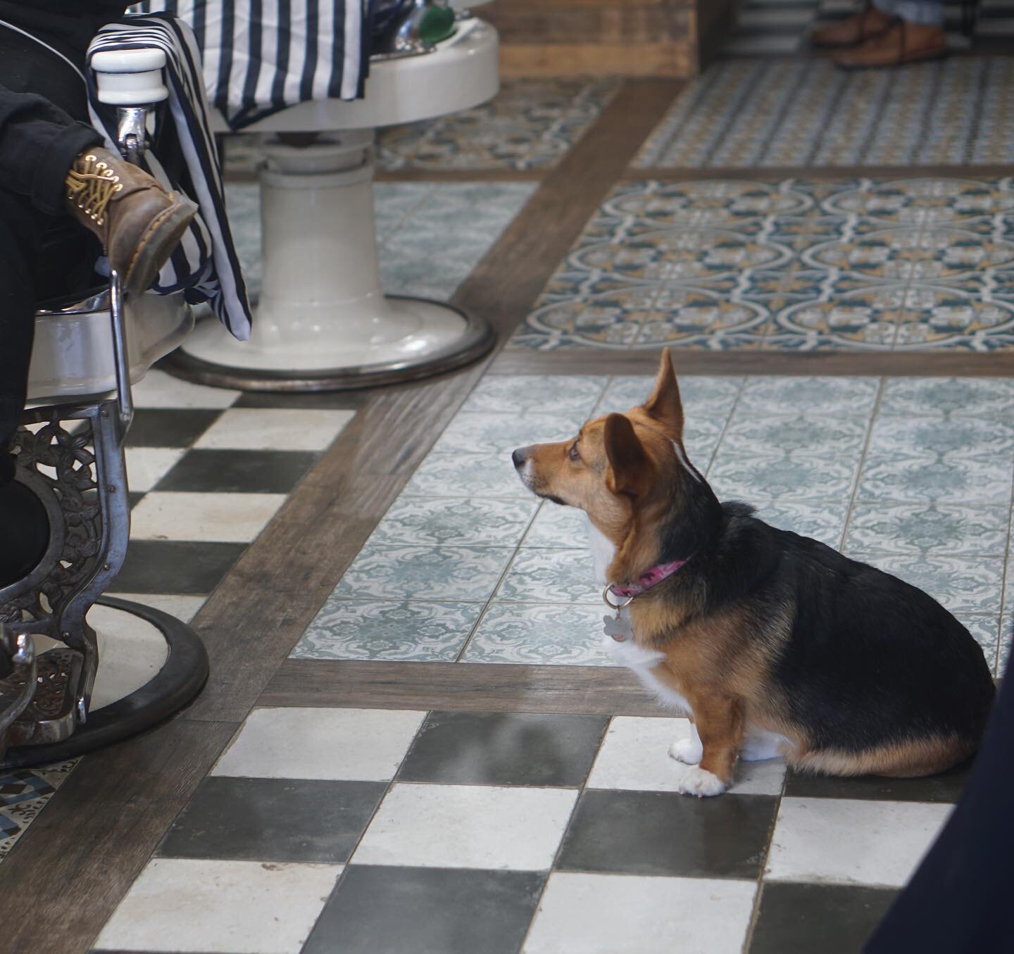 Shop ( hang arounds ) 

Trixie @mattxtempesta 🐶 

Tank @swaggerandbladebarberparlor 🐶

#swaggerandblade #shopdogs #mansbestreiend #barberlife #traditionalbarber #classichaircuts #barbershop #dogs #asburypark #wanamassa #monmouthcounty #jerseyshore 