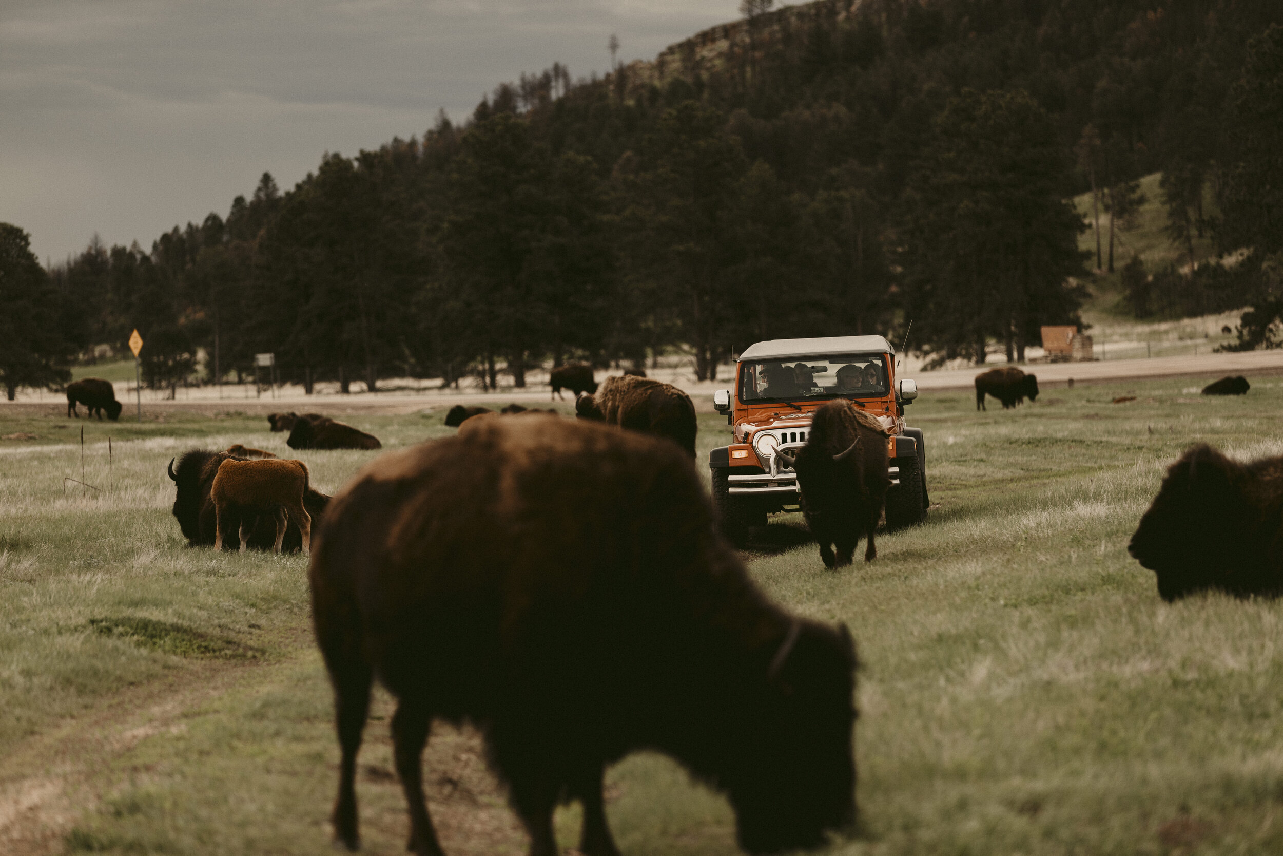 South-Dakota-Custer-State-Park-Buffalo-Jeep-Safari-07.jpg