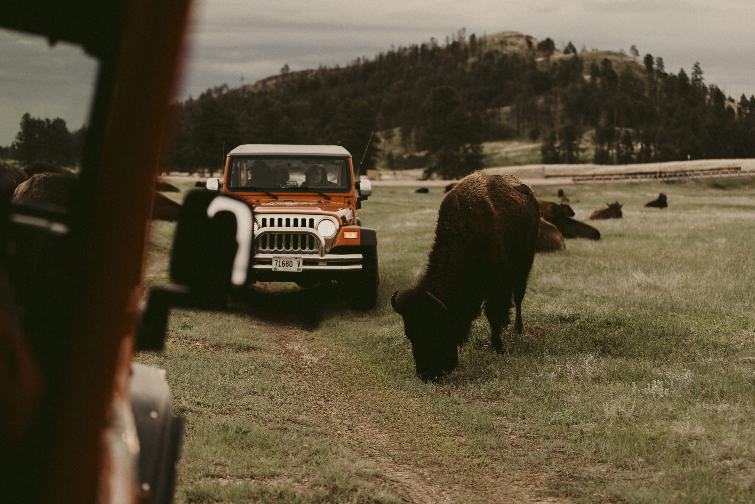 South-Dakota-Custer-State-Park-Buffalo-Jeep-Safari-08.jpg