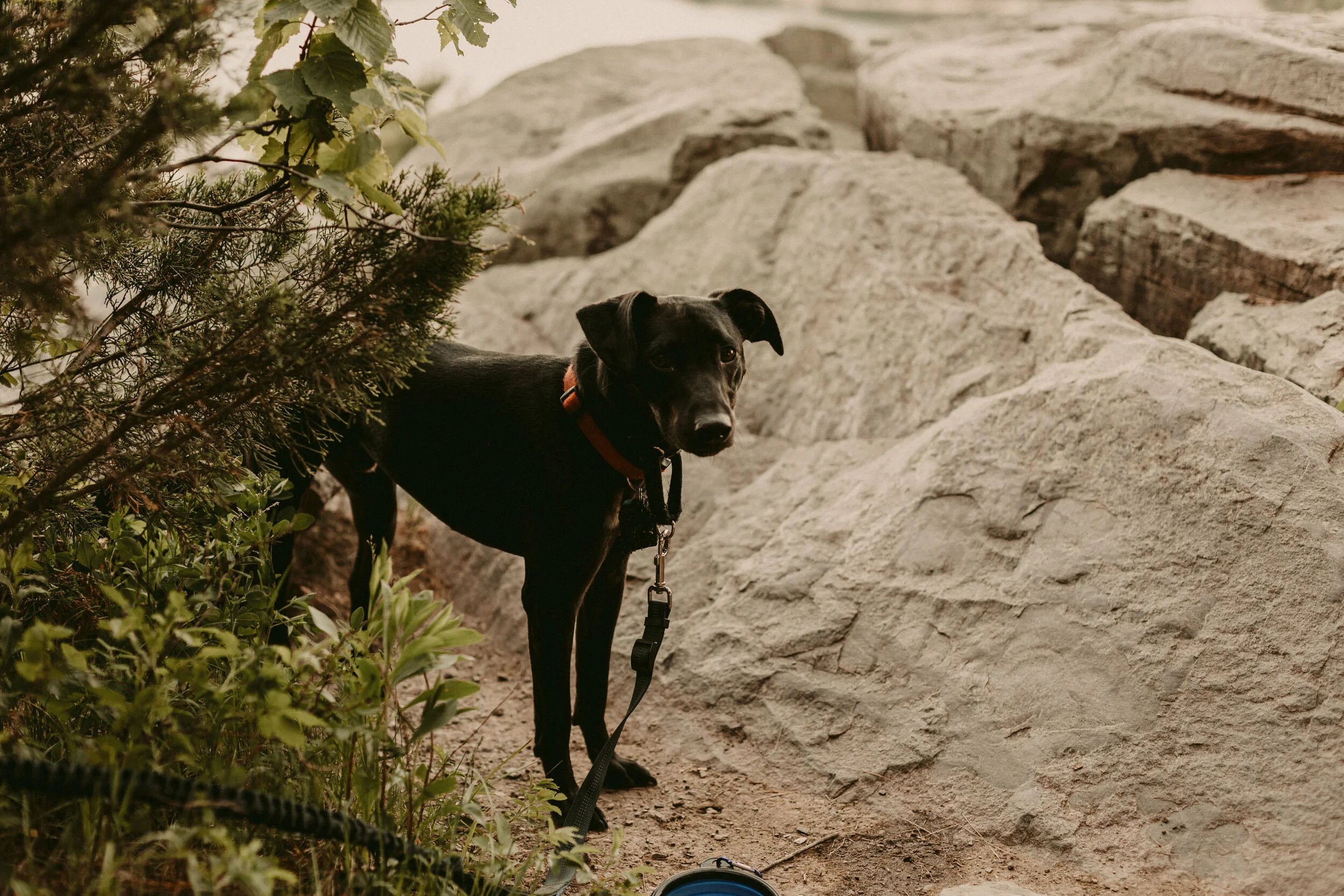 Devil's-Lake-Wisconsin-Engagement-Session-Dog-Engagement-1.jpg