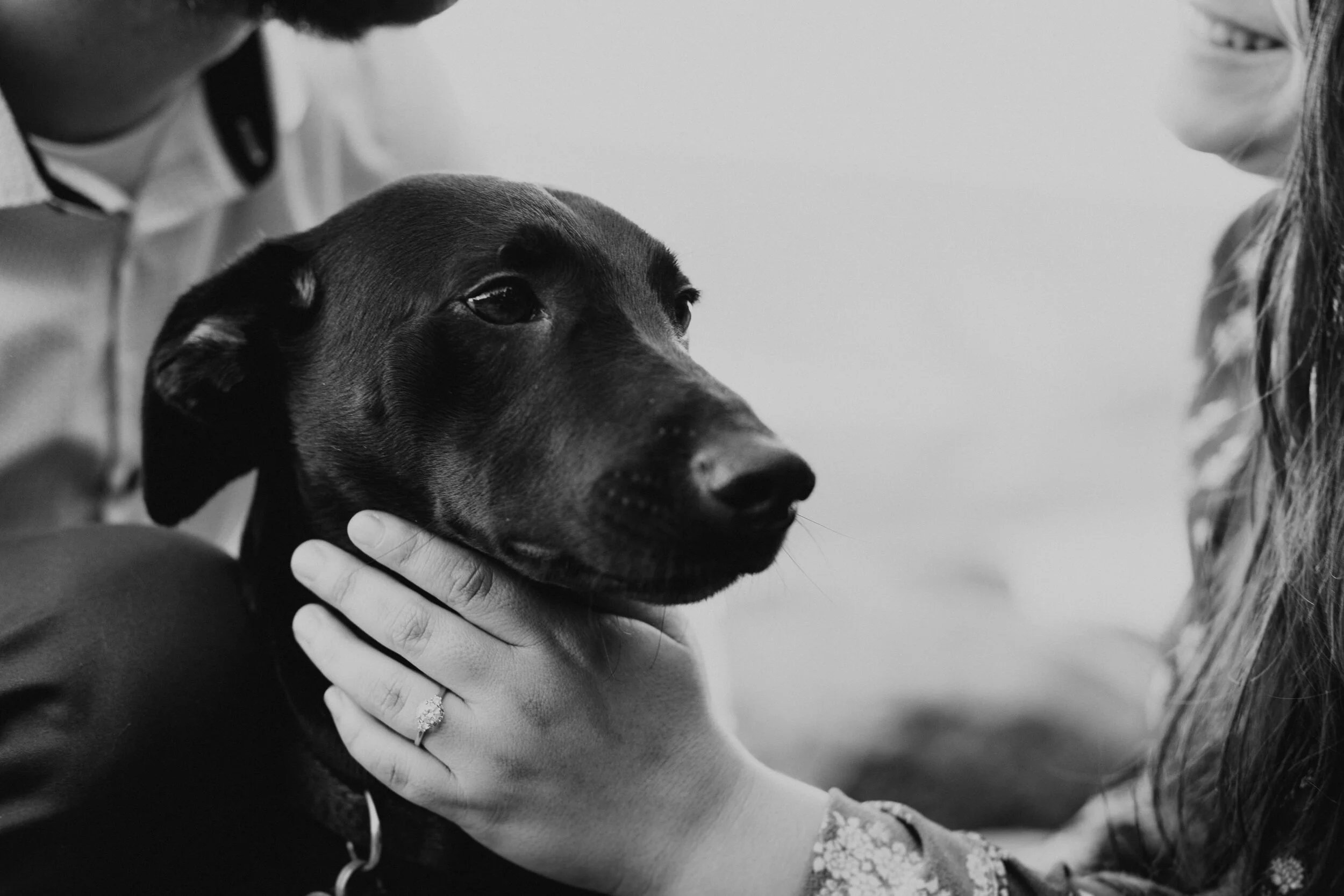 Devil's-Lake-Wisconsin-Engagement-Session-Dog-Engagement-12.jpg